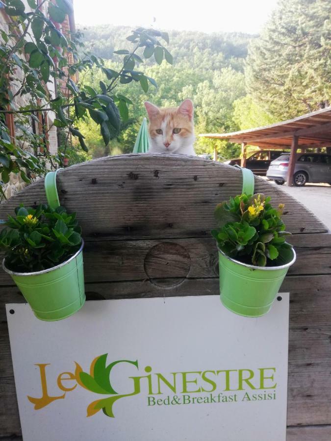 Le Ginestre Guesthouse Ассизи Экстерьер фото